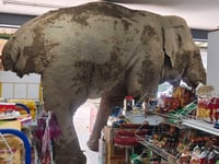A hungry wild elephant raids a grocery store in Thailand for snacks
