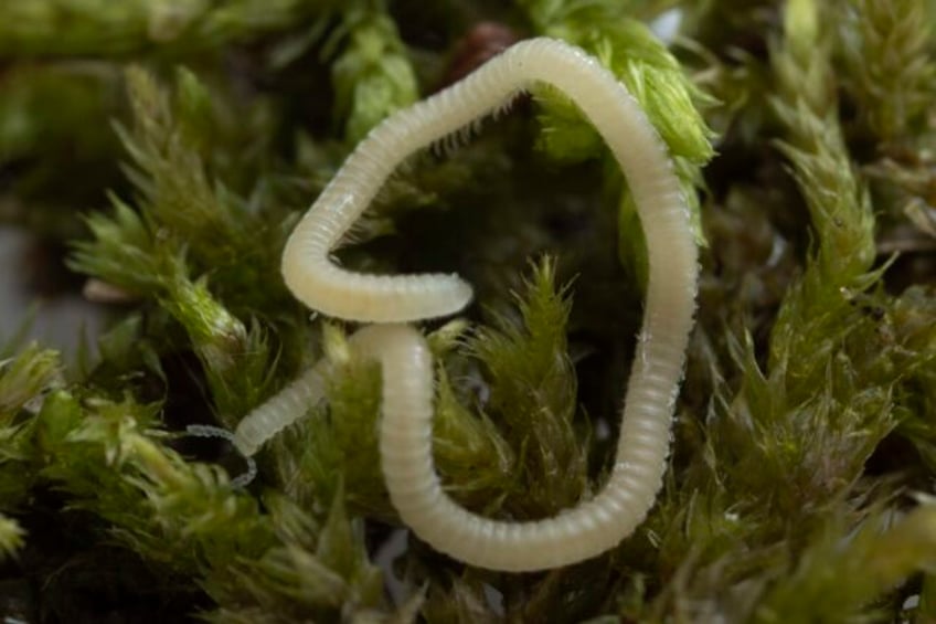 a new millipede species is crawling under la its blind glassy and has 486 legs