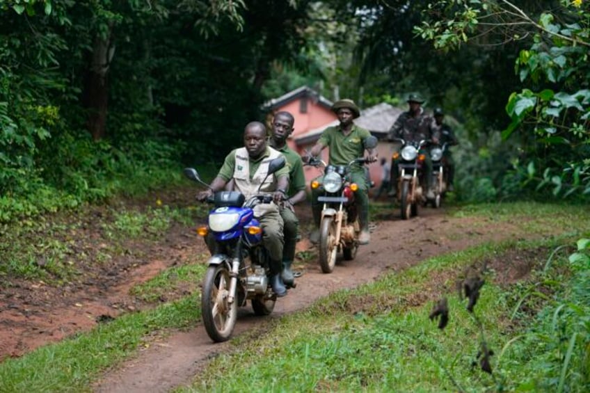 a nigerian forest and its animals are under threat poachers have become rangers to protect both