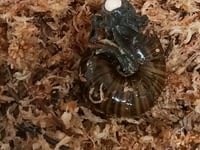 A rare New Zealand snail is filmed for the first time laying an egg from its neck