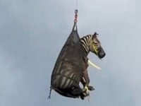 A runaway pet zebra has been captured in Tennessee