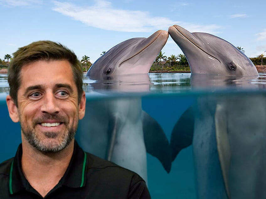 aaron rodgers to use sound of dolphins lovemaking to heal achilles tendon