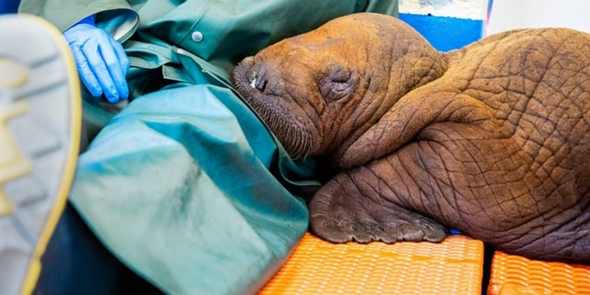 abandoned 200 pound walrus calf bottle fed cuddled at alaska wildlife center in fight to stay alive