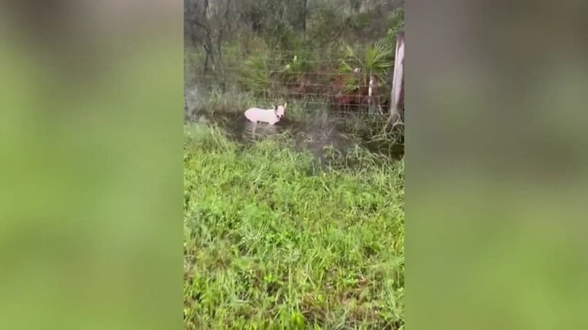 A dog rescued in Florida