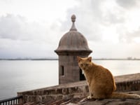 Activists sue US National Park Service over plan to remove Puerto Rico’s famous stray cats