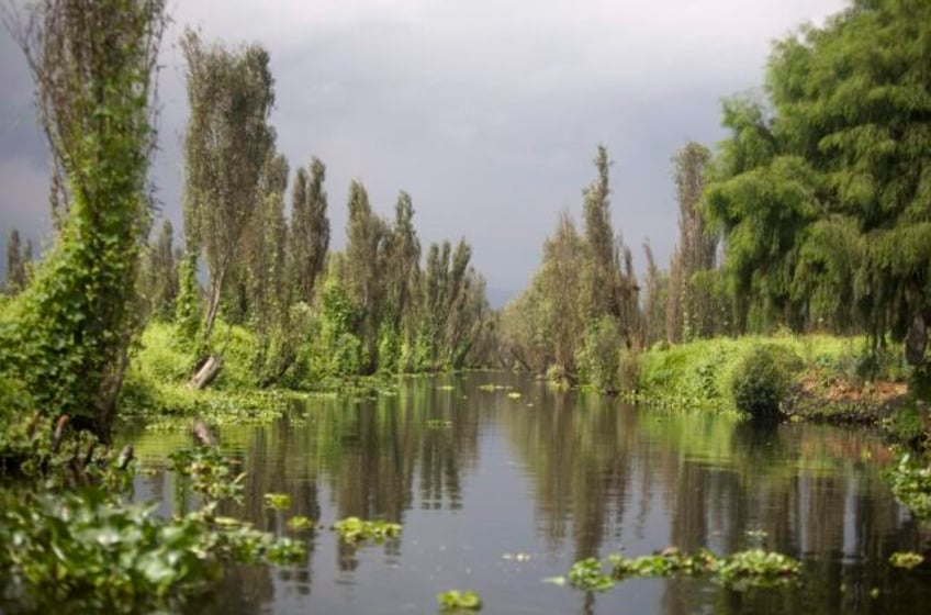 adopt an axolotl campaign launches in mexico to save iconic species from pollution and trout