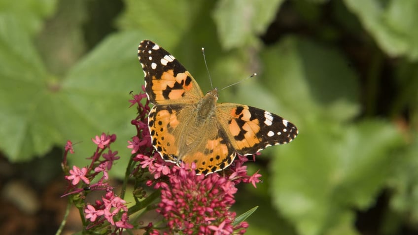 Butterfly on flower