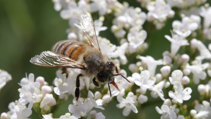 Bee pollinating flowers