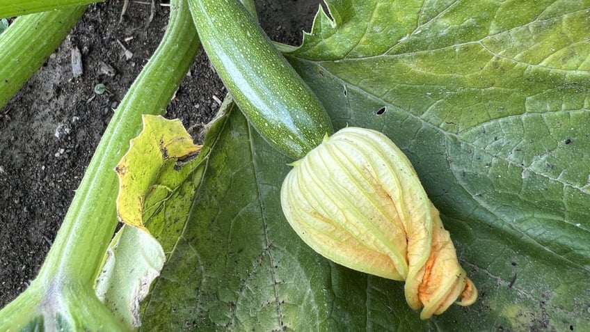 Zucchini growing in garden