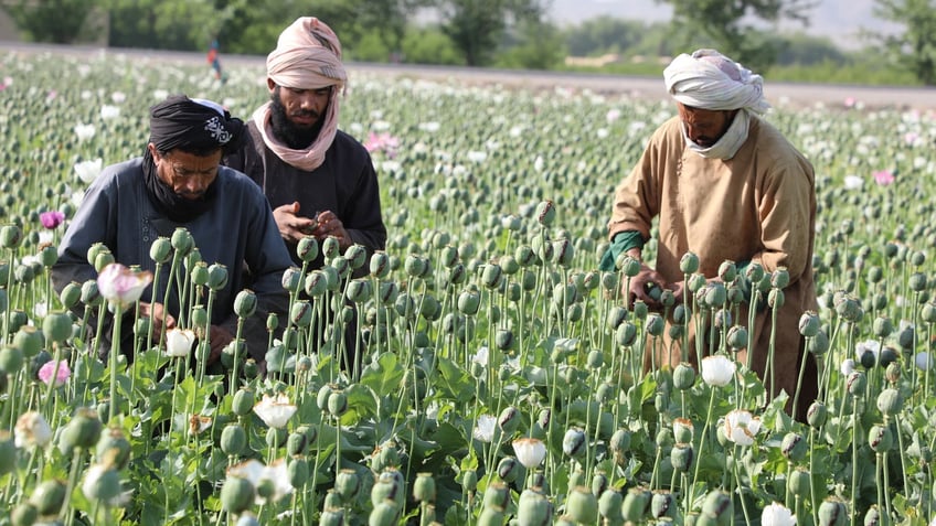 afghanistans drug trade is booming two years after us withdrawal