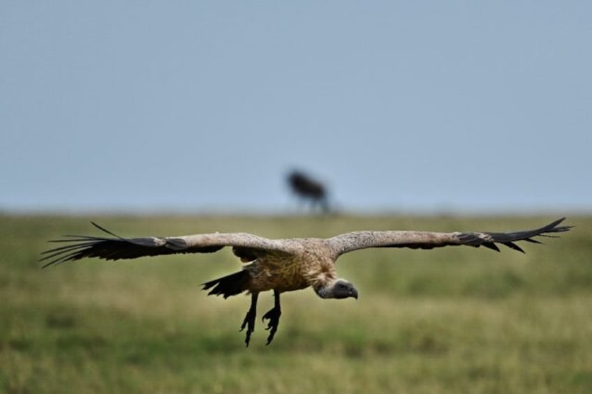 A critically endangered Ruppell's Vulture in Kenya's Maasai Mara