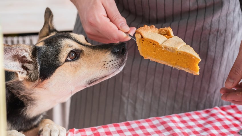 after thanksgiving these are the worst leftovers for your dog see the list