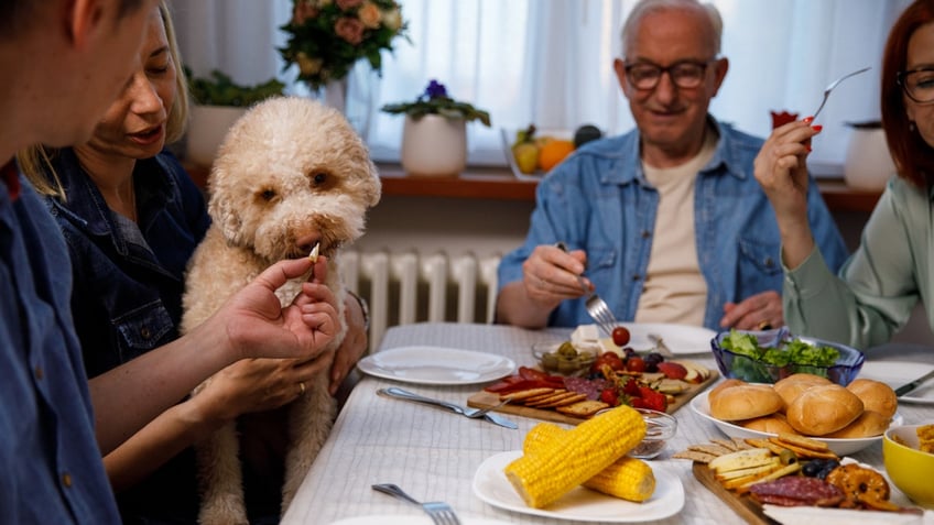 after thanksgiving these are the worst leftovers for your dog see the list