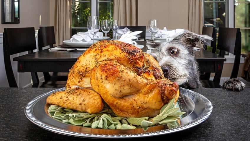 after thanksgiving these are the worst leftovers for your dog see the list