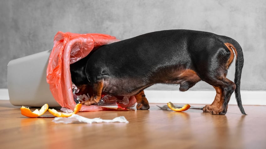 after thanksgiving these are the worst leftovers for your dog see the list