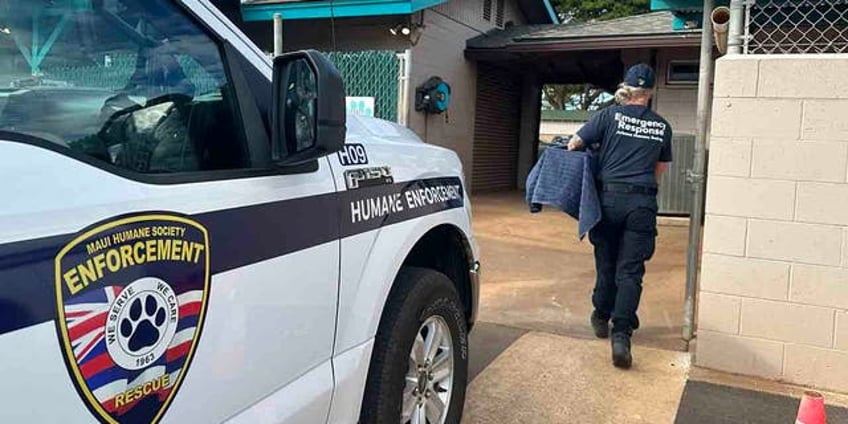 after the wildfires maui humane society continues massive effort to rescue pets reunite them with families