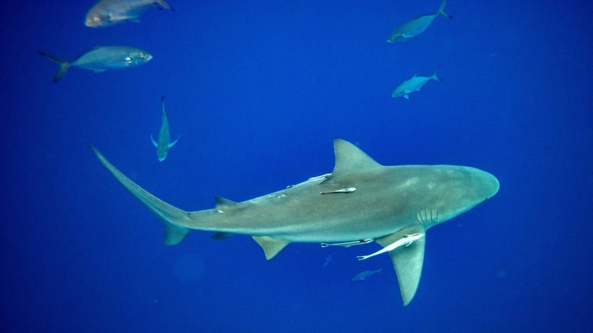 A lemon shark swims