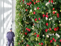 AI being used to run world’s first indoor vertical berry farm