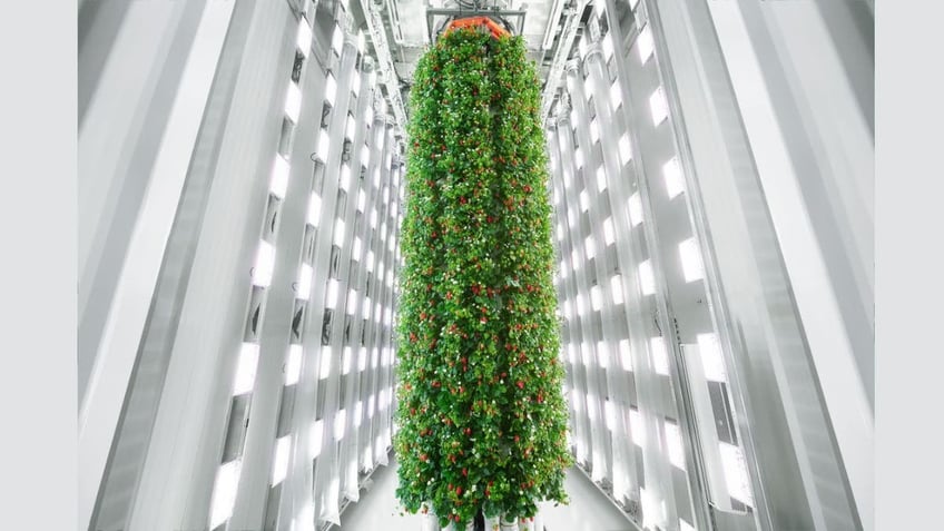 AI being used to run world’s first indoor vertical berry farm