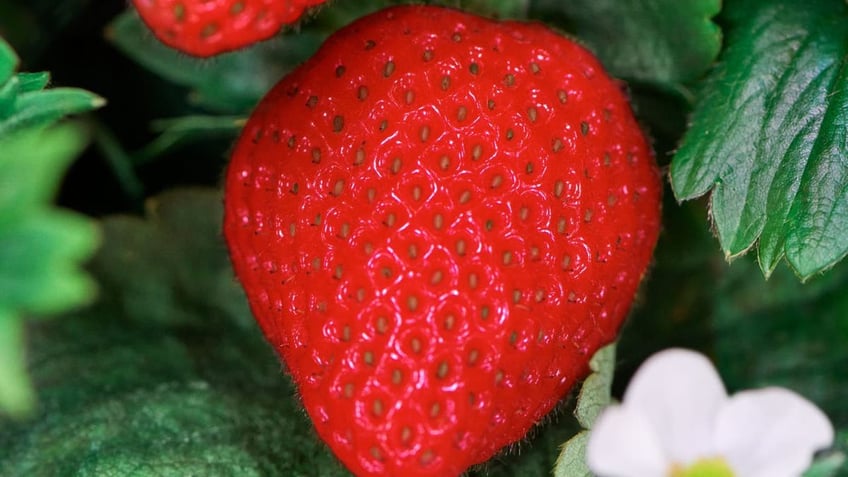 AI being used to run world’s first indoor vertical berry farm