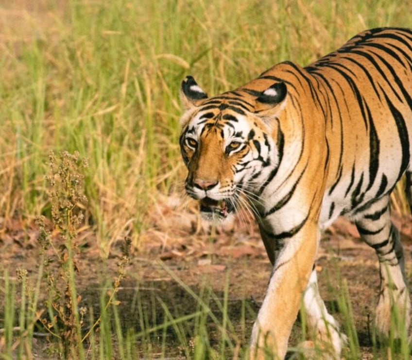 ai of the tiger tiny camera protects predator and people