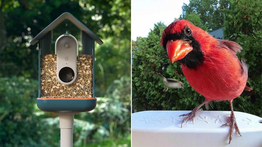 ai powered bird feeder takes candid pics identifies our feathered friends as they snack
