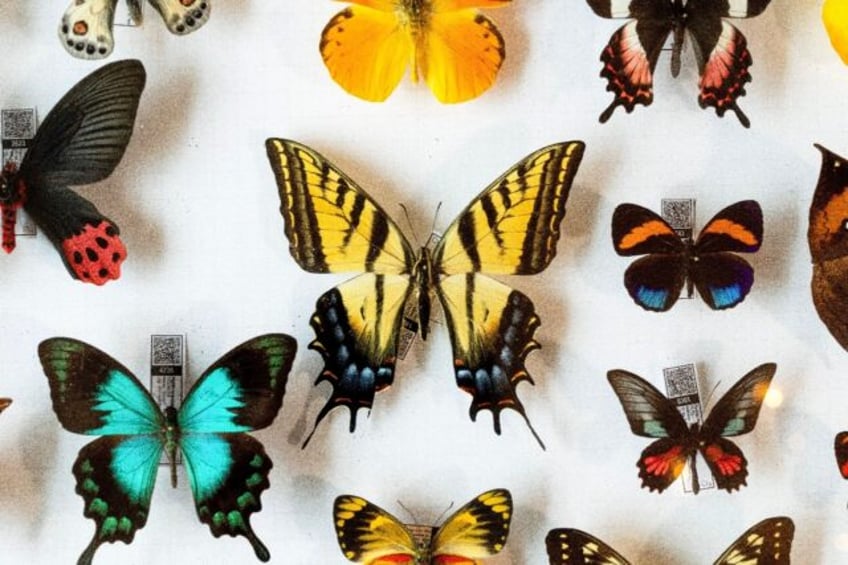 A group of startingly colourful specimens from Indonesia were among the handful that New Z