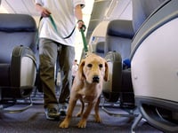 Airline passenger sparks debate after being seated near massive dog on plane