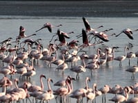 Airplane hits Indian flamingo flock