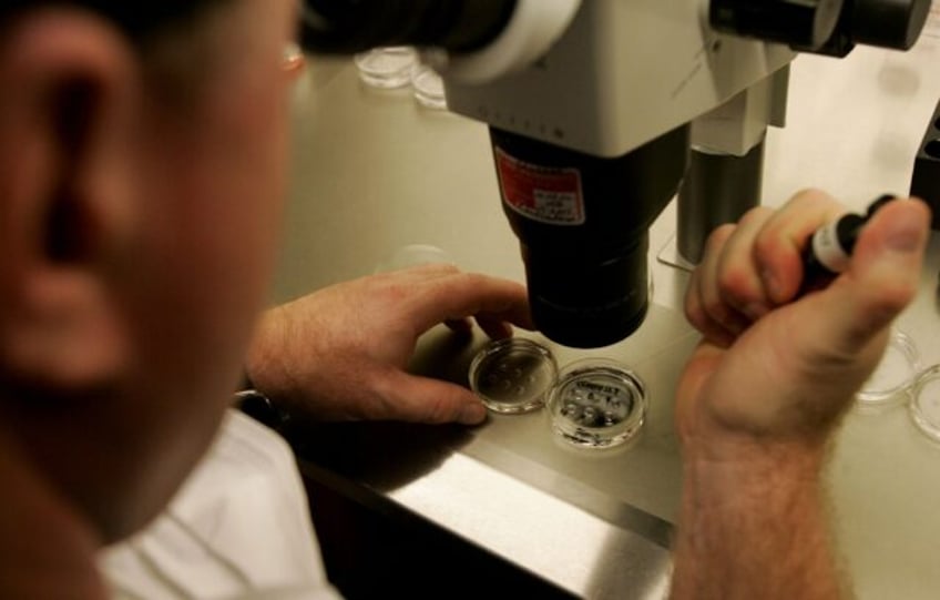 An embryologist examines a dish with human embryos under a microscope