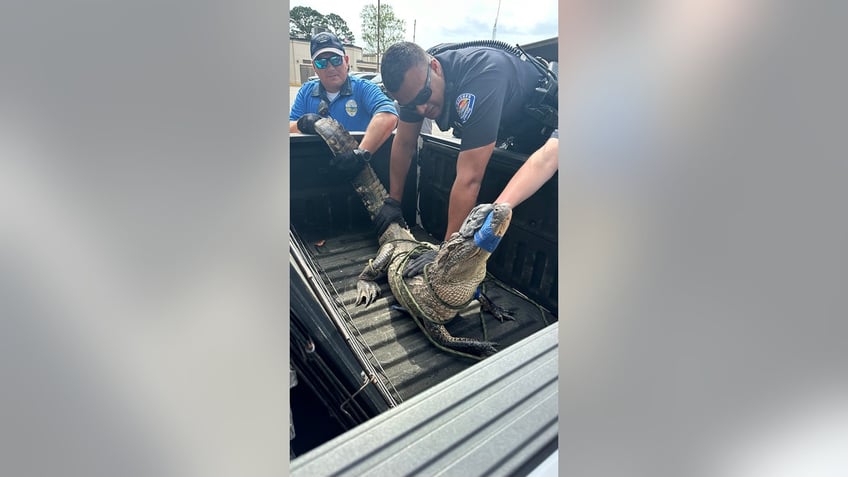 gulf shores officers catch alligator