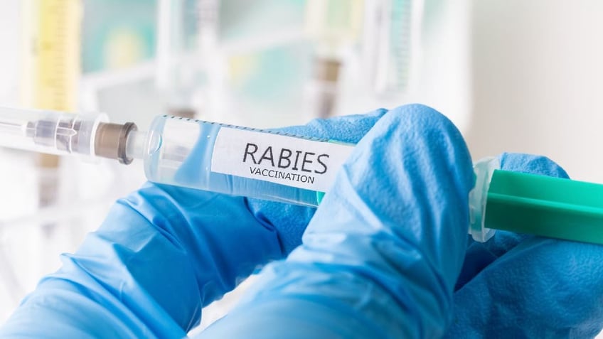 Rabies vaccination syringe held in gloved hand.