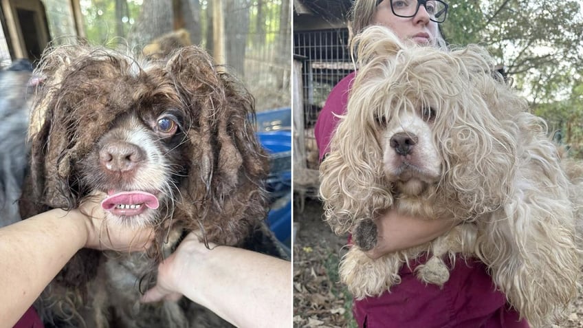 alabama woman charged with animal cruelty after dozens of dead horses malnourished dogs discovered