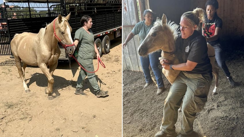 alabama woman charged with animal cruelty after dozens of dead horses malnourished dogs discovered