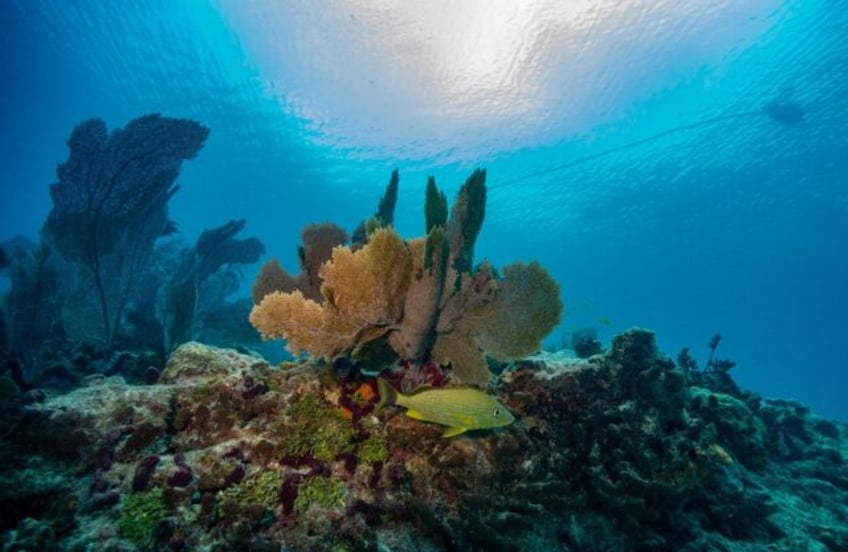 alarm as seawater heats up off florida keys imperiling reef