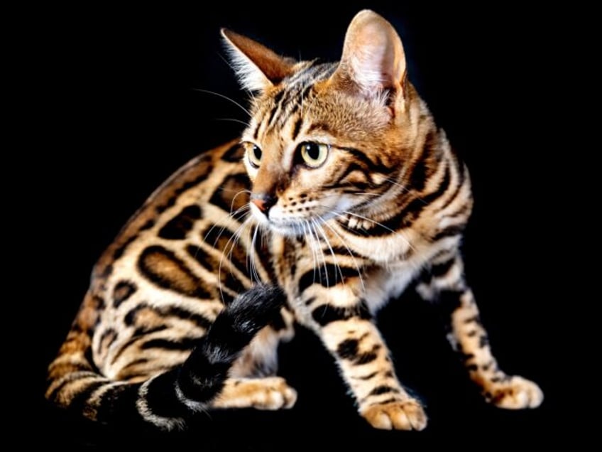 KENILWORTH, ENGLAND - OCTOBER 21: (EXCLUSIVE COVERAGE) Reichel, a Bengal cat is seen in a studio portrait during the GCCF Supreme Show 2023 at Stoneleigh Park on October 21, 2023 in Kenilworth, England. (Photo by Shirlaine Forrest/Getty Images)