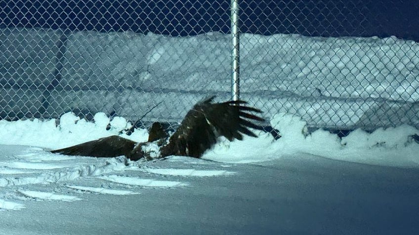 Bald Eagle found in Fairbanks, Alaska