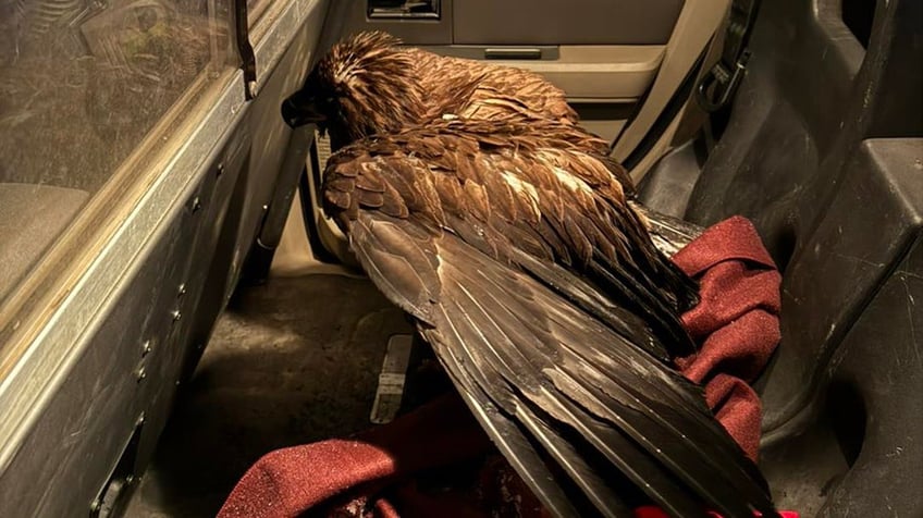 Bald Eagle in back of police car