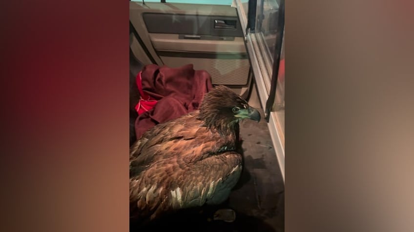 Bald Eagle found frozen in Alaska