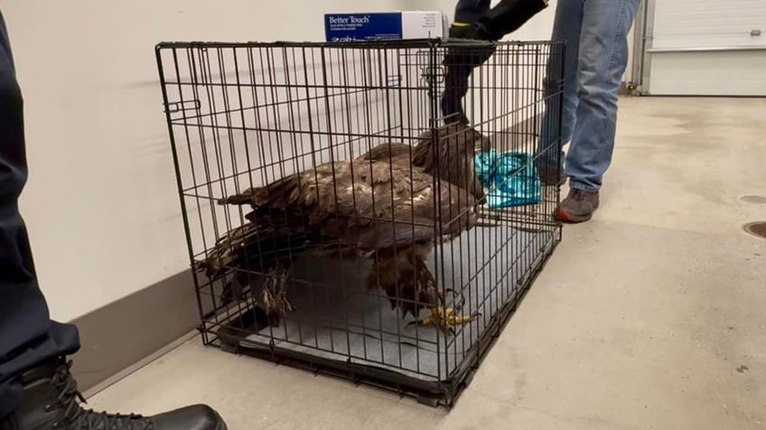 Bald Eagle in cage