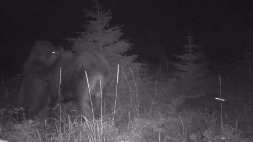 alaska bear caught terrorizing moose and calf in intense footage video