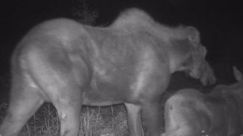 alaska bear caught terrorizing moose and calf in intense footage video