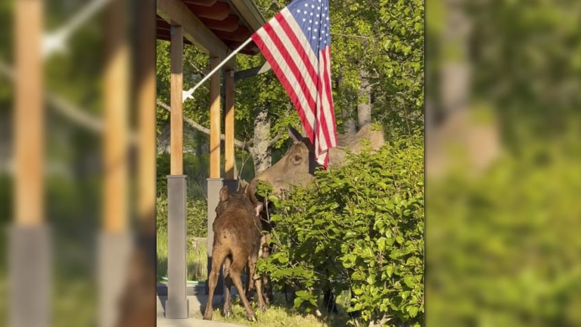 Mother moose and baby moose reunited