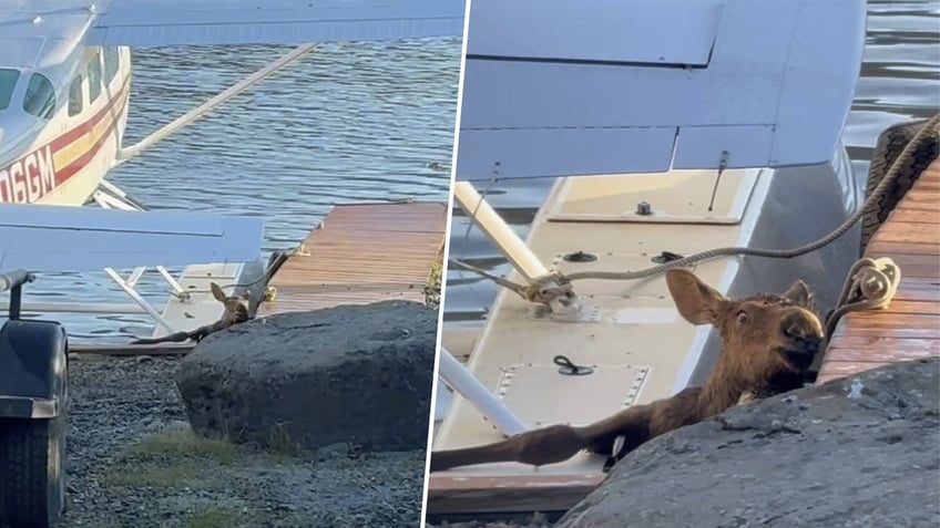Baby moose stuck between dock and floatplane