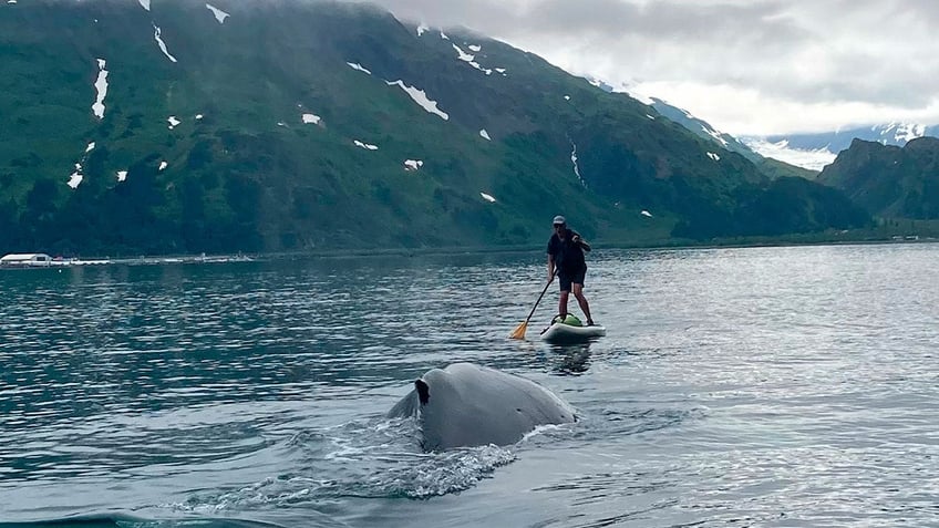 alaska paddleboarder narrowly escapes collision with humpback whale