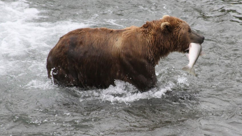 alaskas beloved fat bear week could be threatened by government shutdown