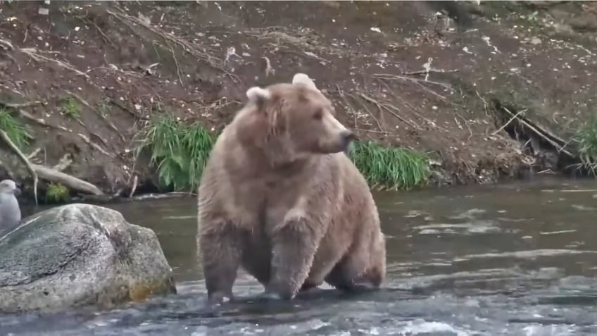 alaskas beloved fat bear week roars on after government shutdown averted