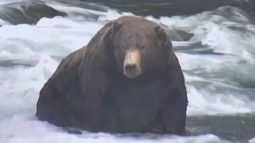 alaskas beloved fat bear week roars on after government shutdown averted