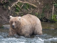 Alaska’s Fat Bear Contest winner finishes ahead of the bear that killed her cub