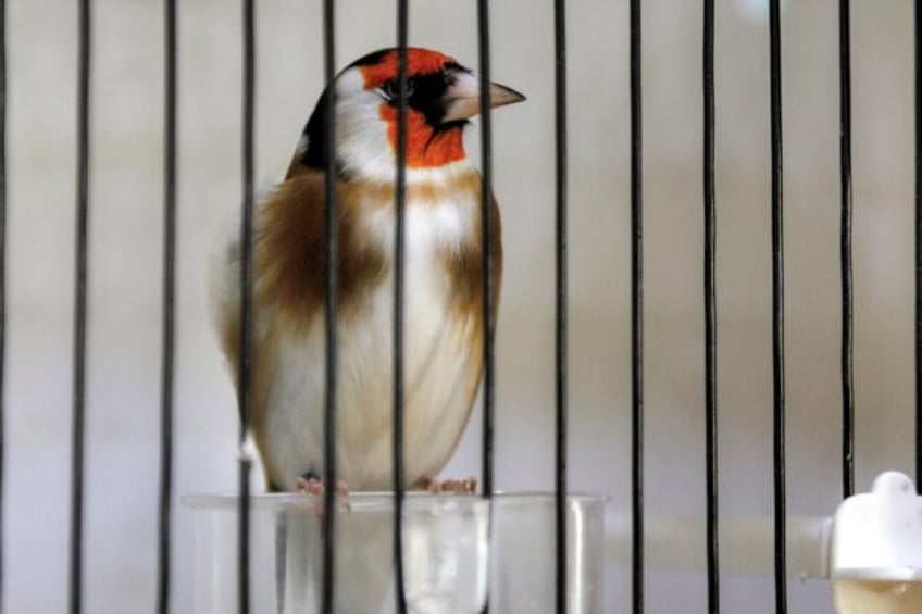 Keeping goldfinches is common in Algeria, but conservationists are calling for the species